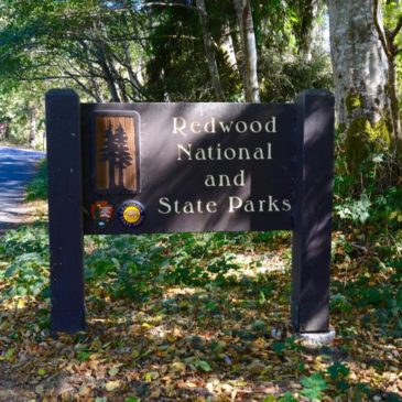 Redwoods – Farnschlucht – Avenue of Giants