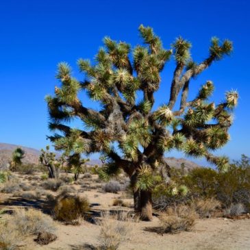 Joshua Tree Nationalpark