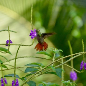 La Fortuna – Finca Luna Nueva