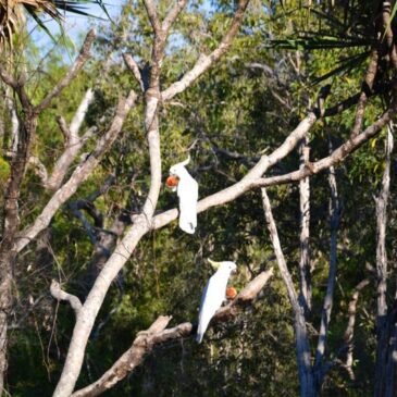 Kakadu Nourlangie Region