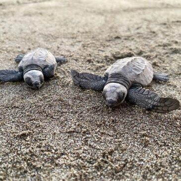 Mexiko Pazifik, erster tierischer Wunsch geht in Erfuellung