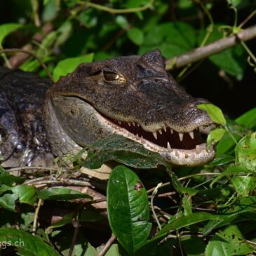 Costa Rica mit dem Auto zum Zweiten